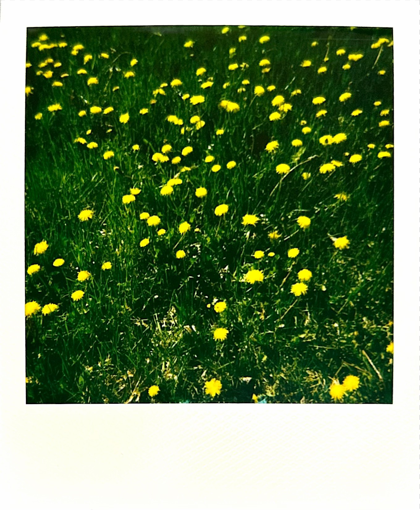 Polaroid photograph 2 by Michael Colin