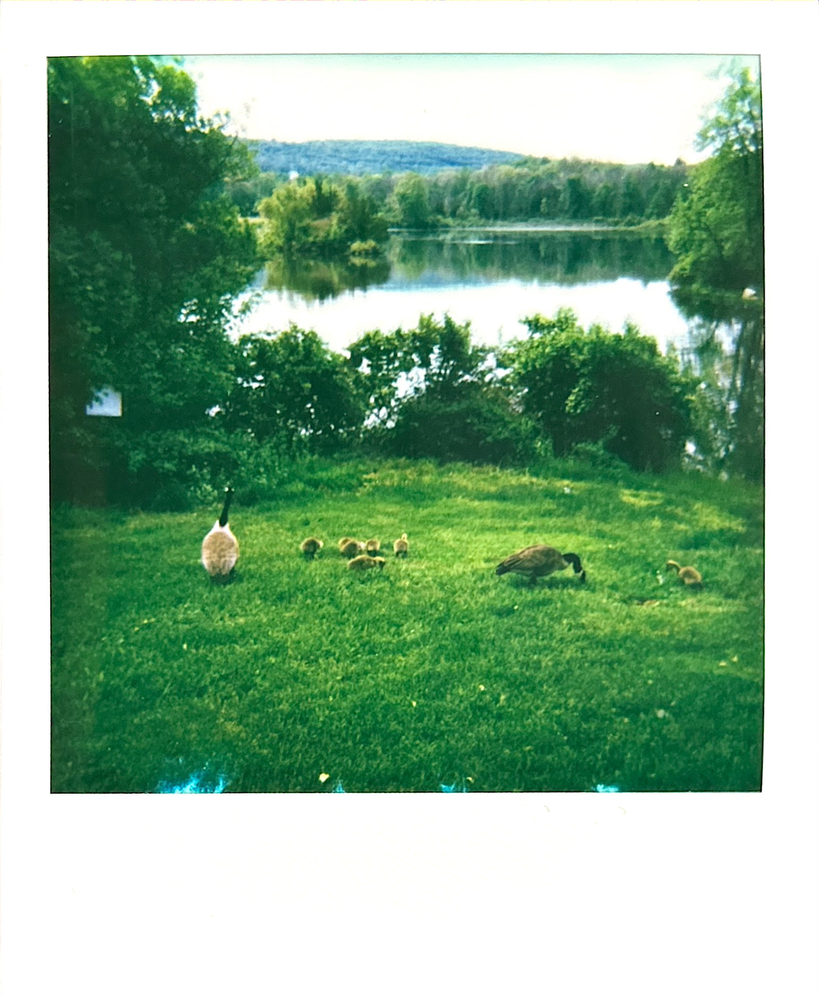 Polaroid photograph 43 by Michael Colin